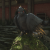 "Harbinger Cuckoo" icon